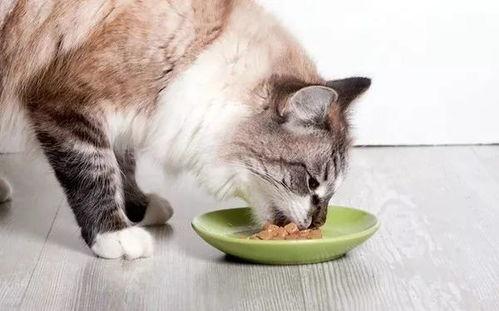 猫娱乐吃瓜酱,揭秘娱乐圈那些不为人知的幕后故事