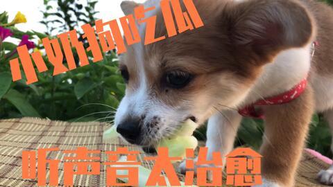 娱乐吃瓜菌小狗,小狗菌带你探秘421文件之谜