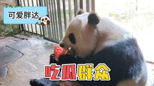 娱乐吃瓜大熊猫视频下载