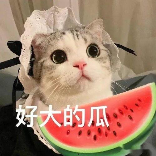 娱乐吃瓜喵栗子